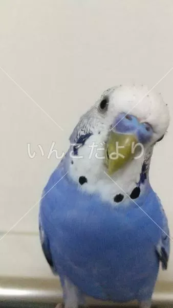 コメントの画像