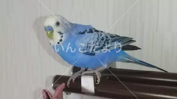 コメントの画像