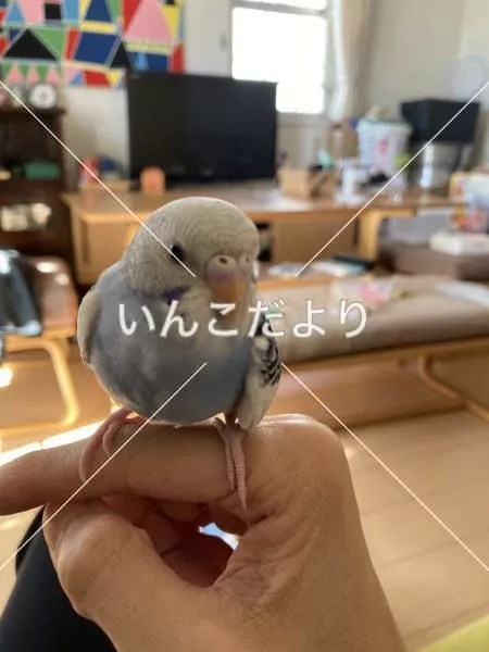 コメントの画像