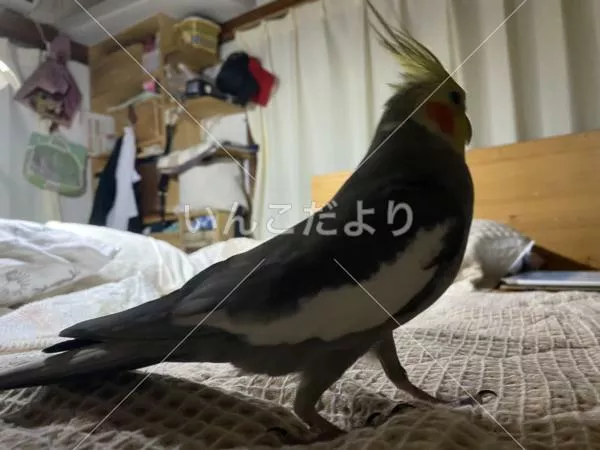 コメントの画像