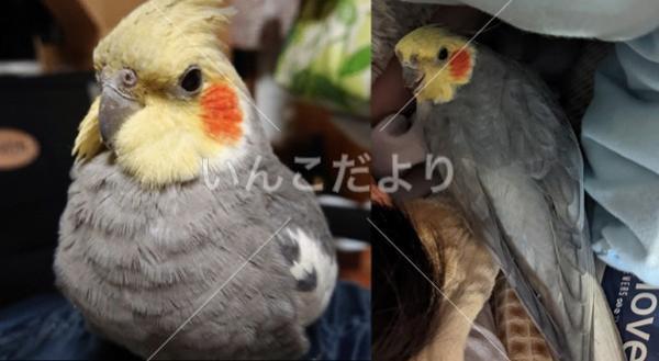 コメントの画像