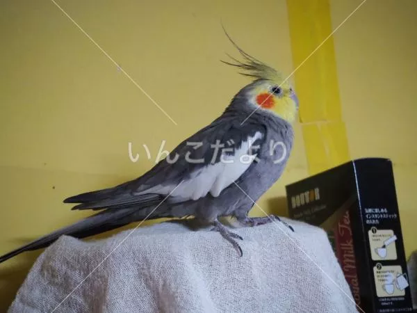 コメントの画像