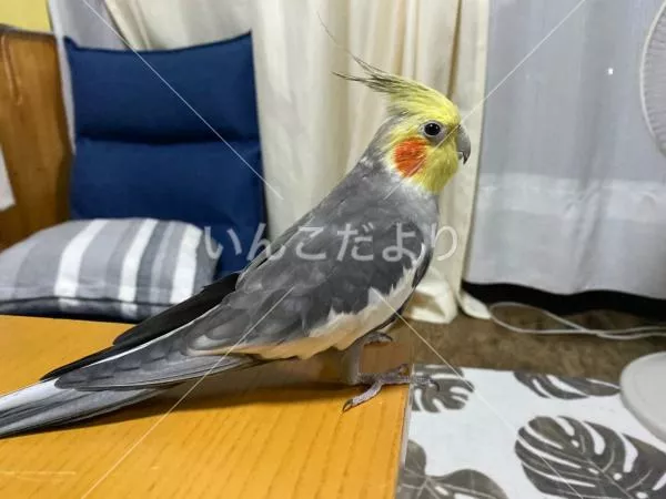 コメントの画像