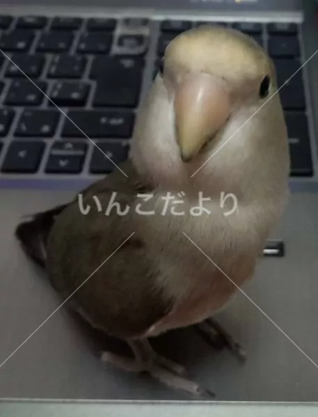 コメントの画像