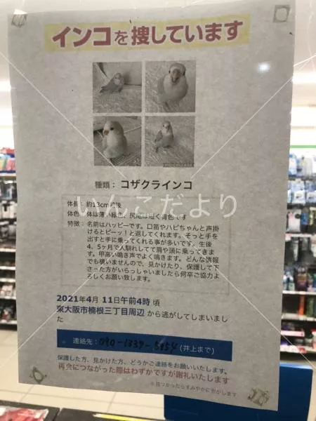 コメントの画像