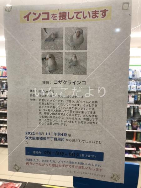 コメントの画像