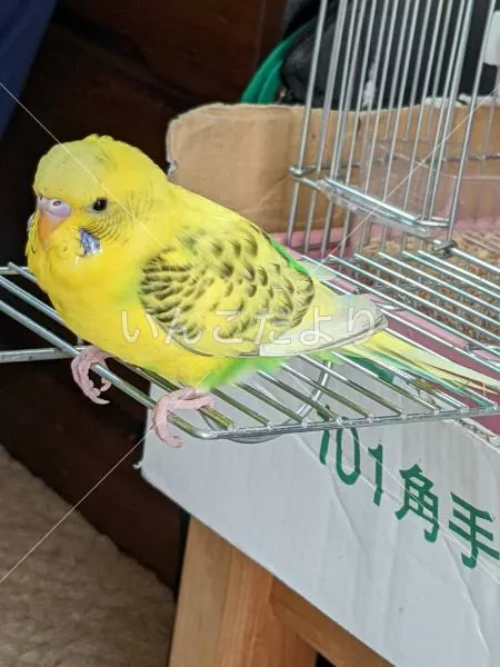 コメントの画像