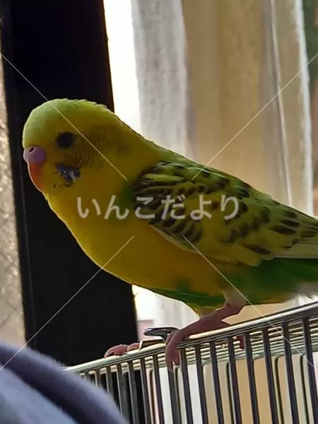 コメントの画像