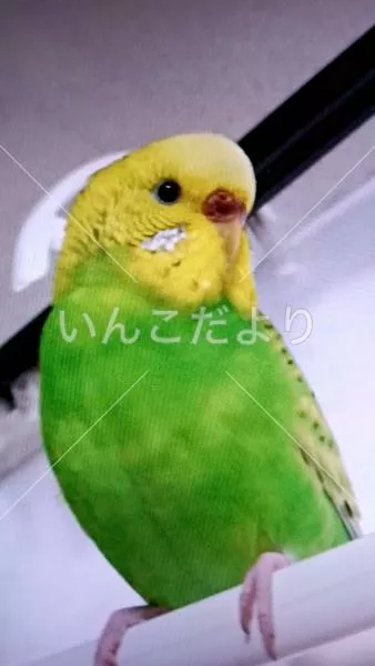 コメントの画像