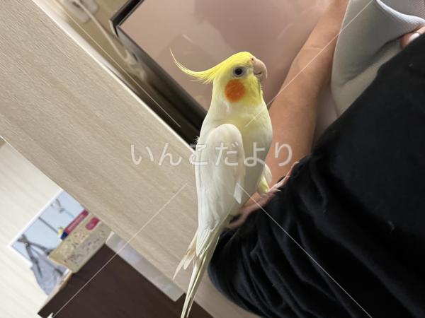 コメントの画像