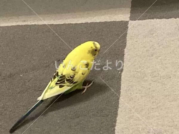 コメントの画像