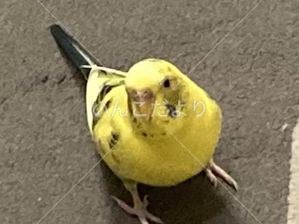 コメントの画像