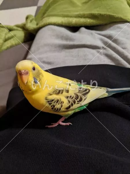 コメントの画像