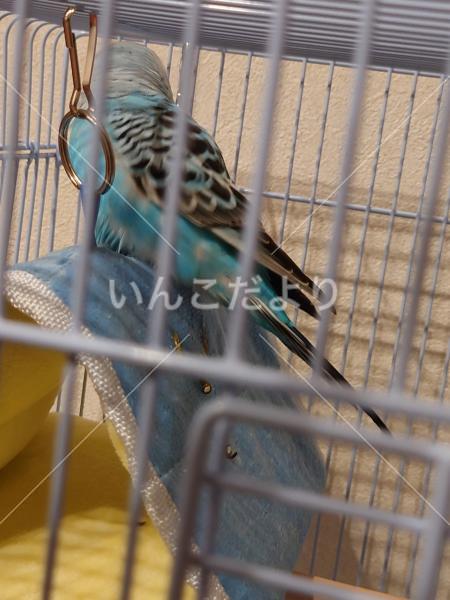 コメントの画像