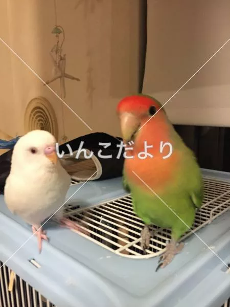 コメントの画像