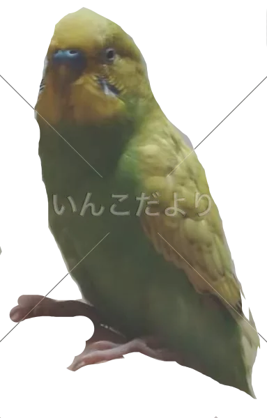 コメントの画像