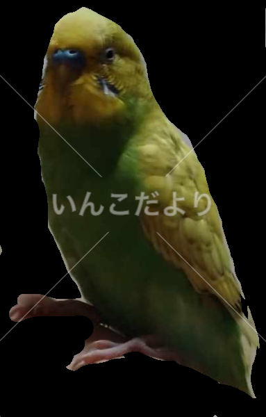コメントの画像