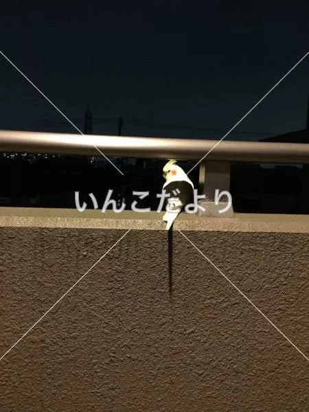 コメントの画像