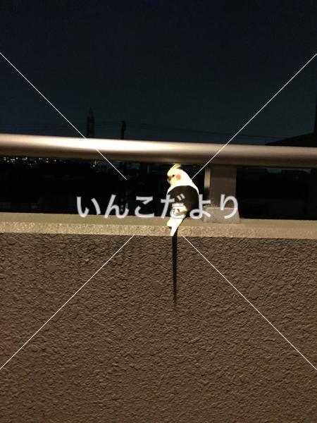 コメントの画像