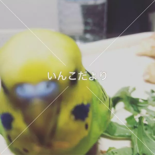 コメントの画像