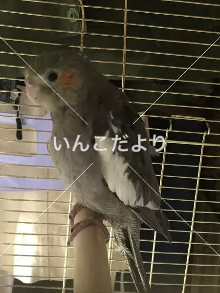 コメントの画像