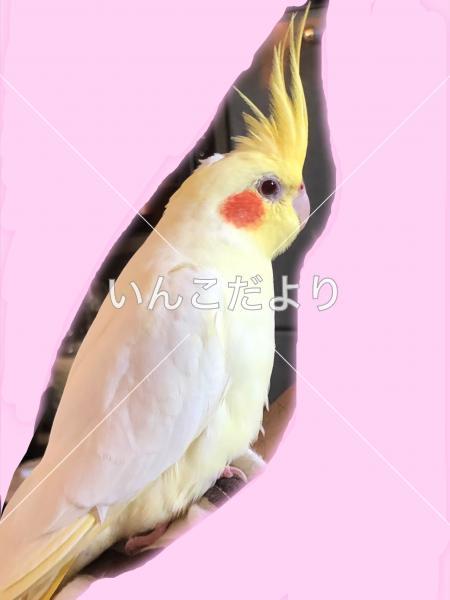 コメントの画像