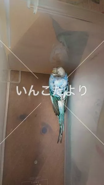 コメントの画像