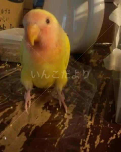 コメントの画像