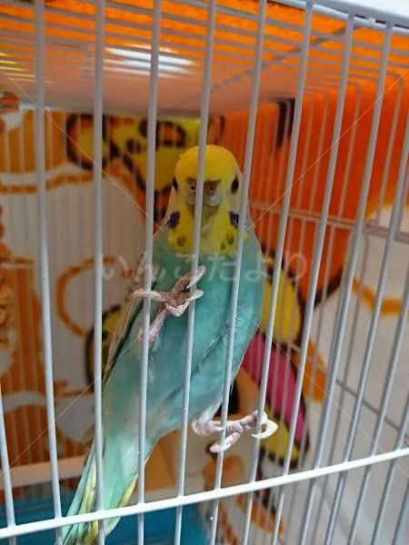 コメントの画像