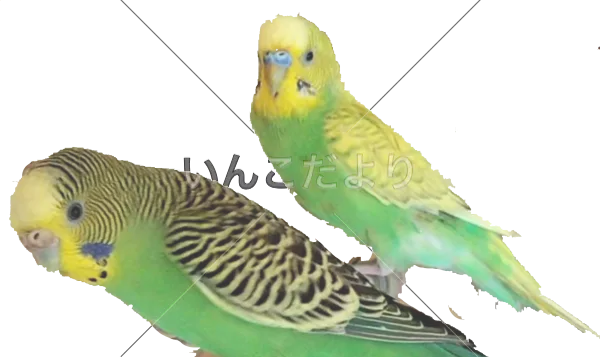 コメントの画像