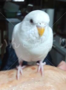 コメントの画像
