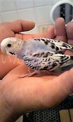 コメントの画像