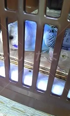 コメントの画像