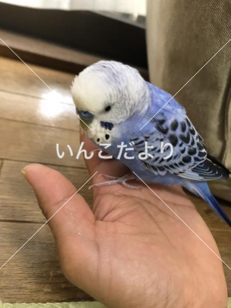 コメントの画像