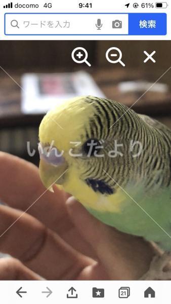 コメントの画像