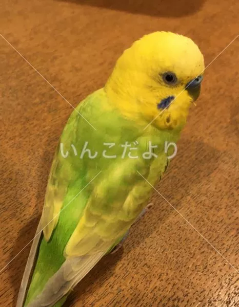 コメントの画像