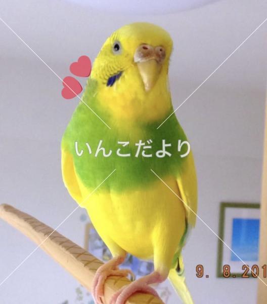 コメントの画像