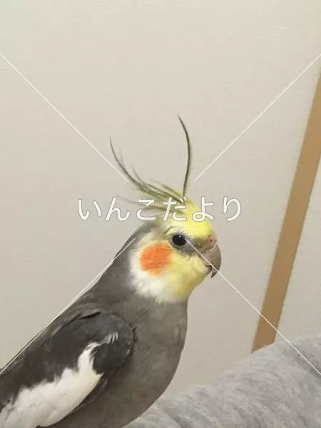 コメントの画像