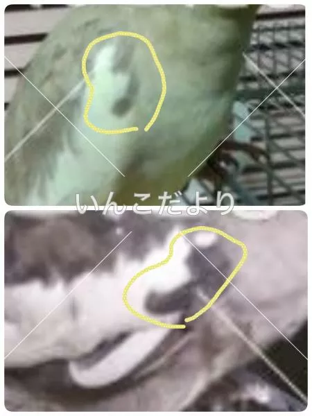 コメントの画像