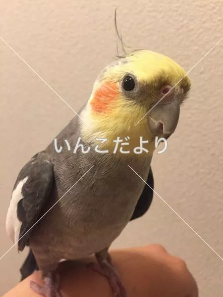 コメントの画像