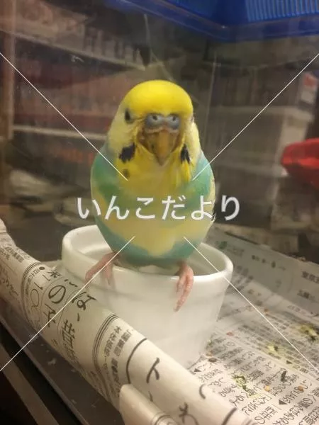 コメントの画像