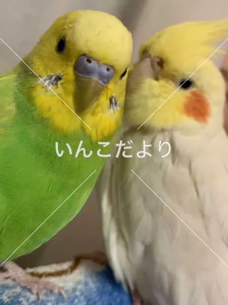 コメントの画像