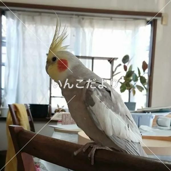 コメントの画像