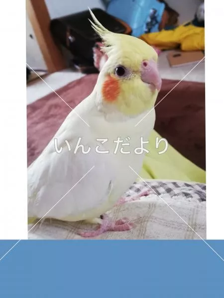 コメントの画像