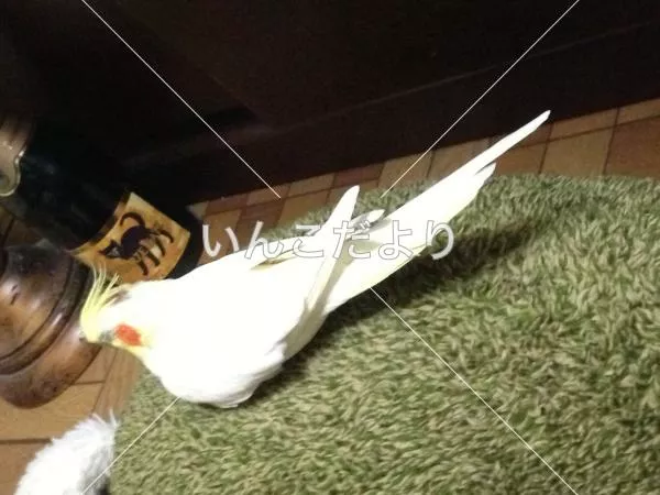 コメントの画像