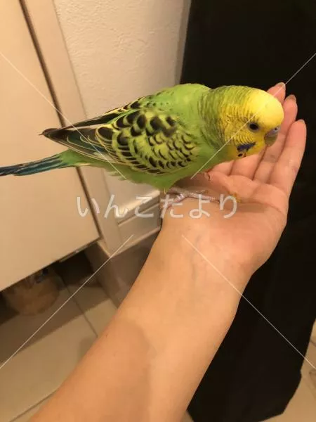 コメントの画像