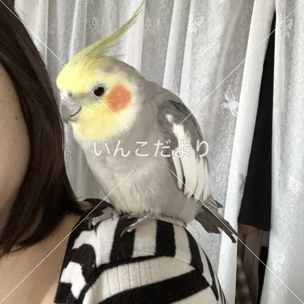 コメントの画像