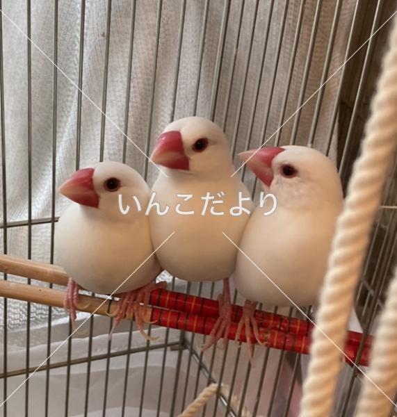 コメントの画像
