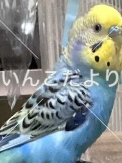 コメントの画像