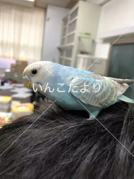 コメントの画像